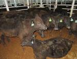 NZ Government Drops Plans to Revive Live Export Trade post thumbnail image